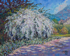 White Bush