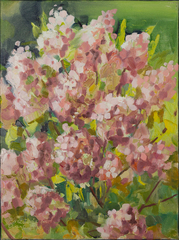 Panicled Hydrangea