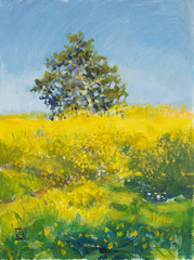 Sunny Day