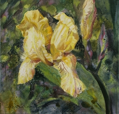 Yellow Iris