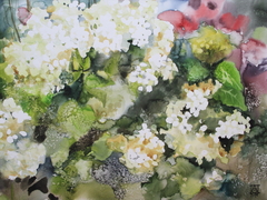 Hortensia