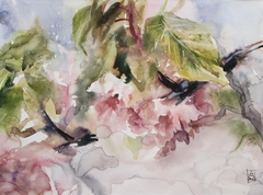 Cherry trees blossom