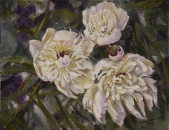 White peonies